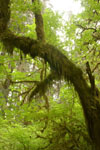 オリンピック国立公園の苔生す木の画像055