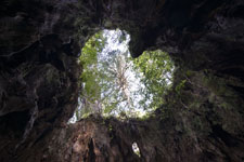 屋久島の杉の画像004