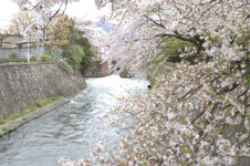 琵琶湖疏水の桜の画像003