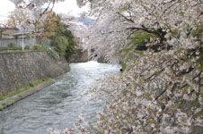 琵琶湖疏水の桜の画像004
