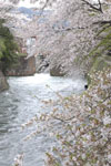 琵琶湖疏水の桜の画像006