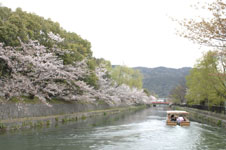 琵琶湖疏水の桜の画像007