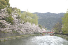 平安神宮のお堀の桜と屋形船の画像001