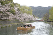平安神宮のお堀の桜と屋形船の画像004