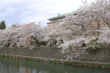 平安神宮のお堀の桜