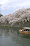 平安神宮のお堀の桜と屋形船の画像005