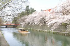 平安神宮のお堀の桜と屋形船の画像007