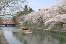 平安神宮のお堀の桜と屋形船の画像008