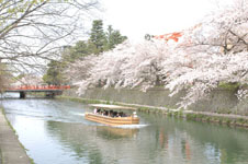 平安神宮のお堀の桜と屋形船の画像009