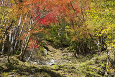 高の瀬渓の紅葉の画像003