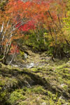高の瀬渓の紅葉の画像006