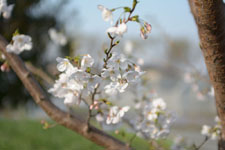 七分咲きの桜の画像001