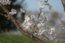 七分咲きの桜の画像002