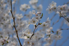 七分咲きの桜の画像003