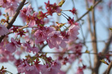 散り始めの桜の画像001