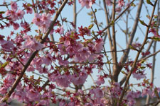散り始めの桜の画像002