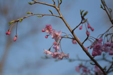 七分咲きの桜の画像004