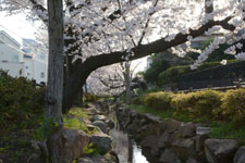川辺の満開の桜の画像001