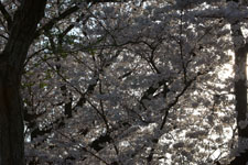 川辺の満開の桜の画像002