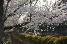 川辺の満開の桜の画像005