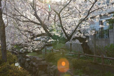 川辺の満開の桜の画像006