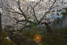 川辺の満開の桜の画像007
