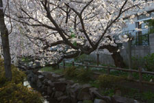 川辺の満開の桜の画像008