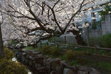 川辺の満開の桜の画像009