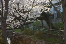 川辺の満開の桜の画像010