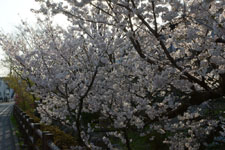 川辺の満開の桜の画像011
