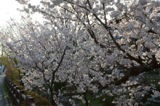 川辺の満開の桜の画像012