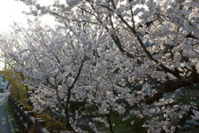 川辺の満開の桜の画像013