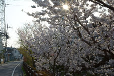 川辺の満開の桜の画像014