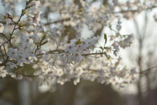 川辺の満開の桜の画像016