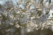 川辺の満開の桜の画像017