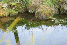 水草の繁茂する池