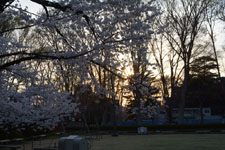 成蹊大学の中庭の桜