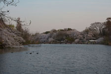 井の頭恩賜公園の桜と夕焼けの画像012