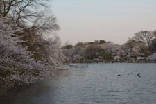 井の頭恩賜公園の桜と夕焼けの画像001