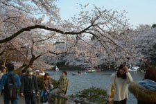 井の頭恩賜公園の桜と夕焼けの画像006
