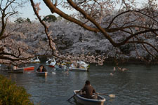 夕方の井の頭恩賜公園の桜の画像001