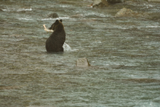 知床半島のヒグマの画像088