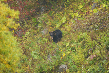 知床半島のヒグマの画像099