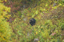 知床半島のヒグマの画像102