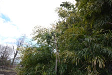 竹林の画像005