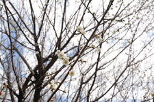 白梅の花の画像004