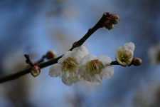 白梅の花の画像010