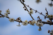 白梅の花の画像012