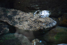 井の頭動物園のオオサンショウウオの画像003