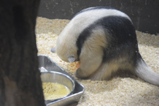 上野動物園のコアリクイの画像009
